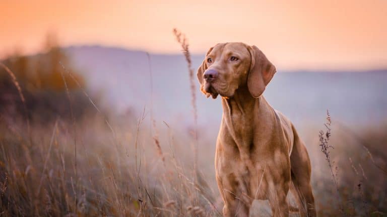 Tudo o que você precisa saber para ter e cuidar bem de um cachorro 3