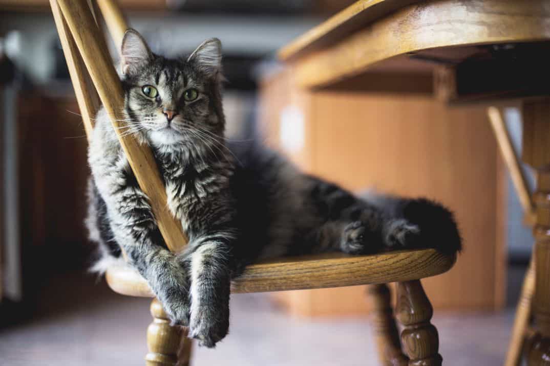 caixa de areia para gatos