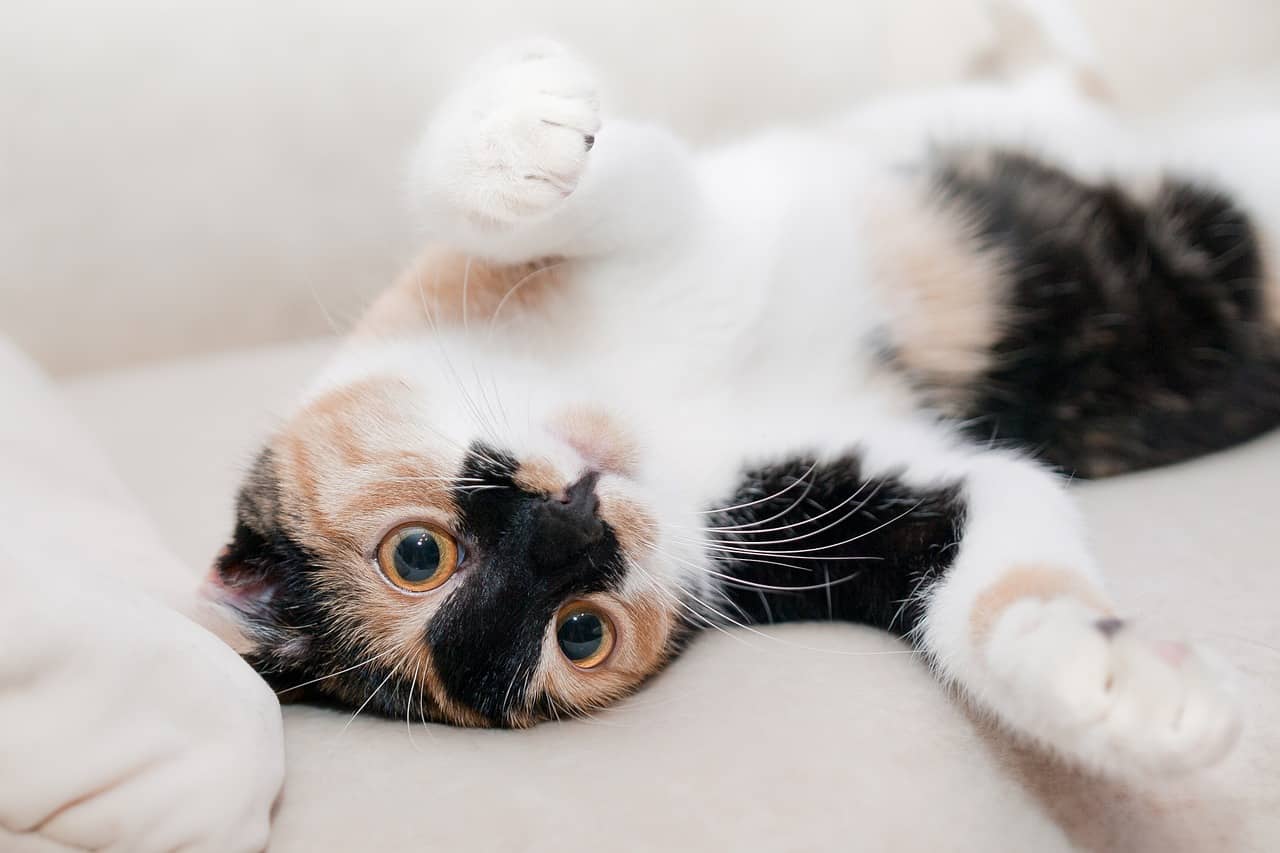 Comidas humanas que gatos podem ou não comer