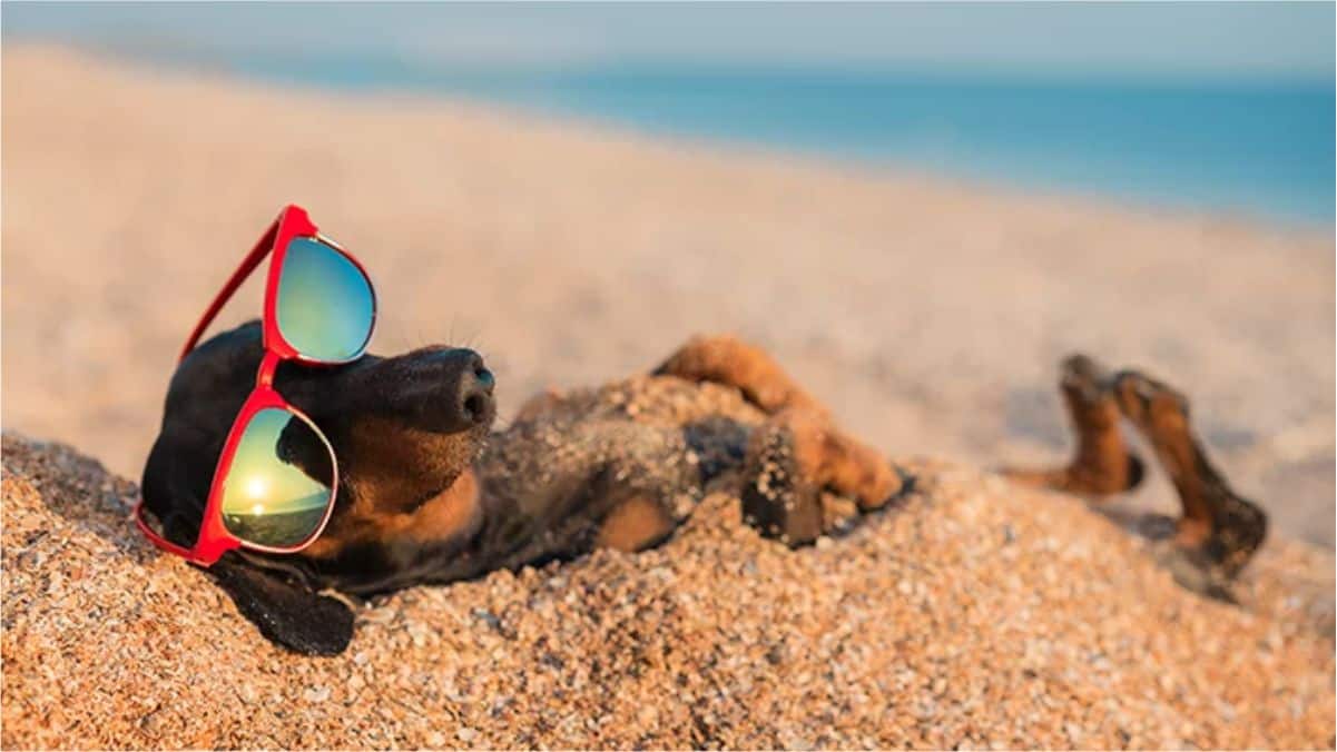 Pode levar o pet para praia no verão