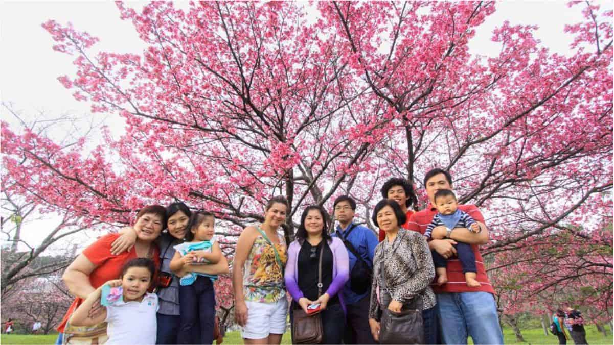 Festival das Cerejeira Bunkyos acontece nos dois primeiros fins de semana de julho, em São Roque