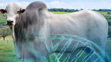 @Tech lança ferramenta inovadora que identifica os animais mais lucrativos dos rebanhos a partir da genômica